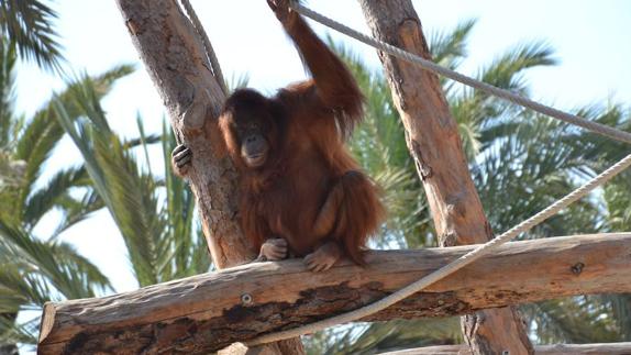 Río Safari recibe tres ejemplares de orangután de Borneo