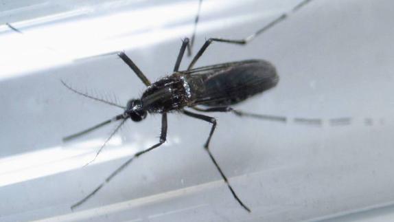 Confirman un nuevo caso importado de zika en Alicante