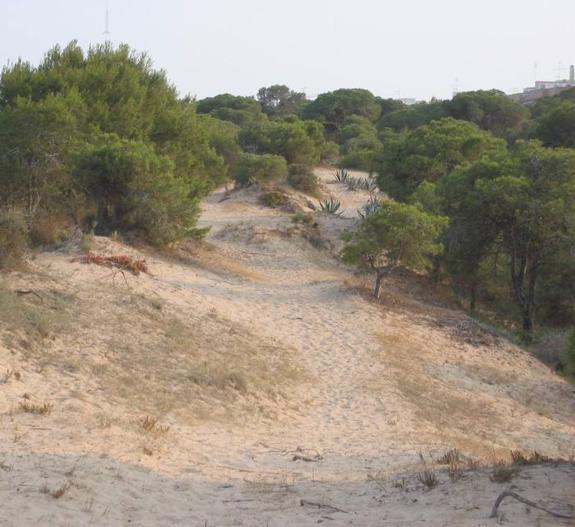 El PSPV pide a Medio Ambiente que analice el estado del sistema dunar