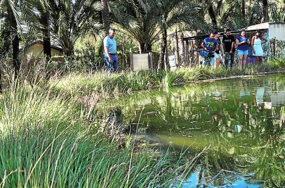 Un palmeral que recupera su esplendor