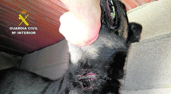 Acusan a una vecina de Murcia de dar palizas constantes a sus perros