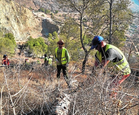 Medio Ambiente talará más de un millar de pinos con tomicus en San Miguel