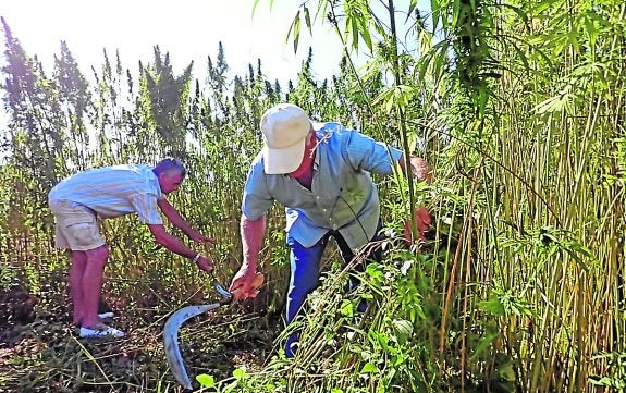 La Escuela del Cáñamo quiere que la siega cultural vaya por toda la comarca