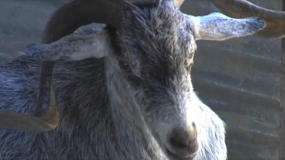 Pepe, la primera cabra de la Legión que se jubila