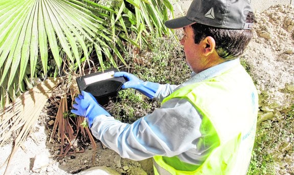 Caza indiscriminada a la rata