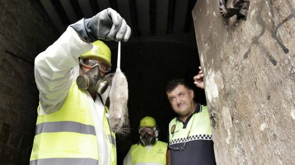 El tripartito afirma que el foco de roedores del casco antiguo está controlado