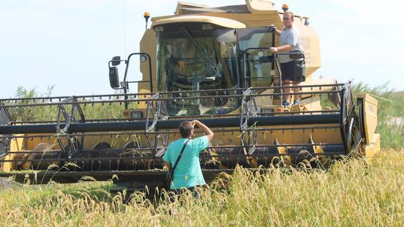 Recolectan 4.000 kilos de una variedad autóctona de arroz desaparecida desde 1965