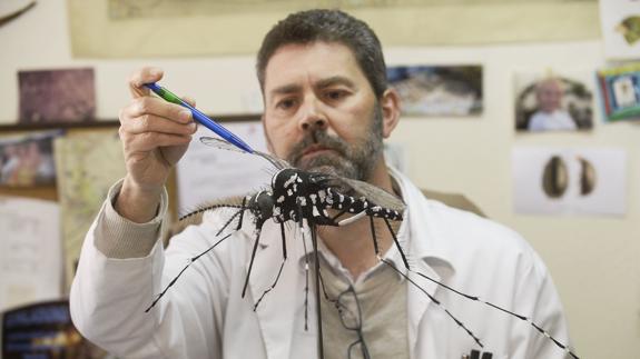 El mosquito tigre se expande por la costa mediterránea desde hace 10 años