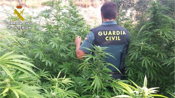 Dos detenidos por el cultivo de 247 plantas de marihuana