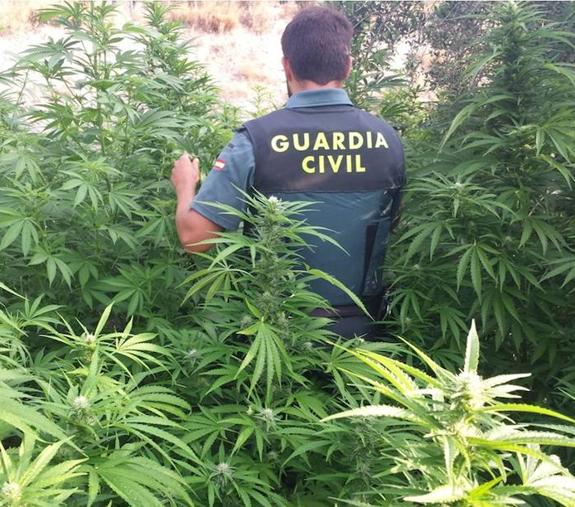 Detenidos con plantas de marihuana