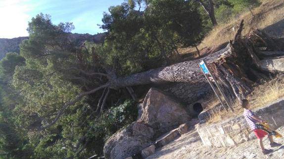 Cae un pino centenario de 25 metros de altura en Jumilla