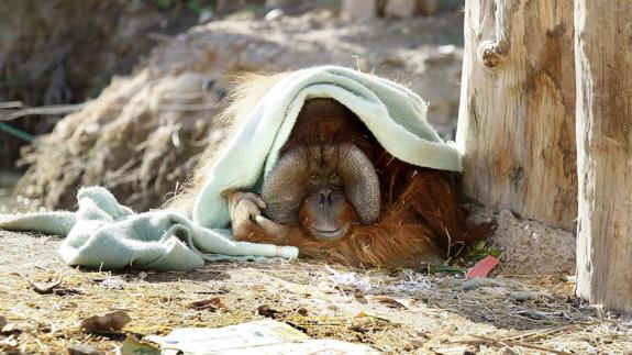 Río Safari de Elche se convierte en centro reproductor de orangutanes