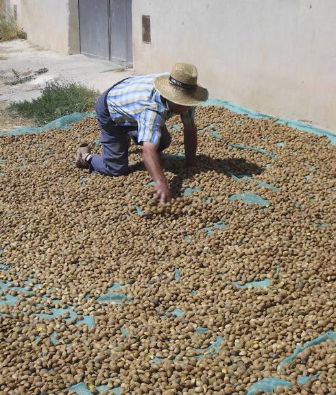 Los almendreros denuncian una «mano negra» que baja los precios