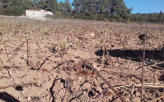 La superpoblación de jabalíes destroza la cosecha de girasol