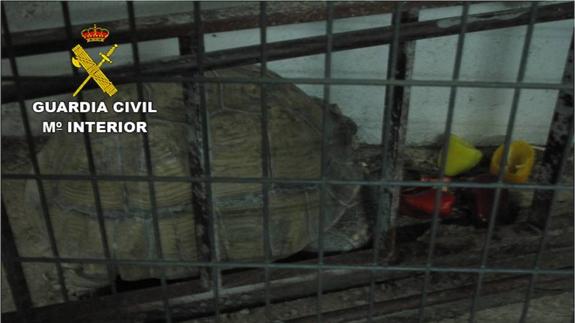 La Guardia Civil recupera una tortuga de 40 kilos en Bigastro