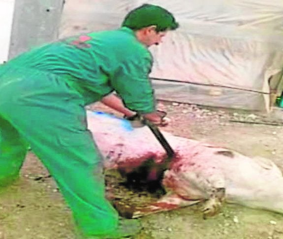 Afrontan un año por maltratar a cerdos y clavarles espadas en Fuente Álamo