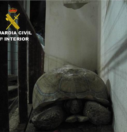 Hallan una tortuga de 40 kilos junto a una carretera de Bigastro
