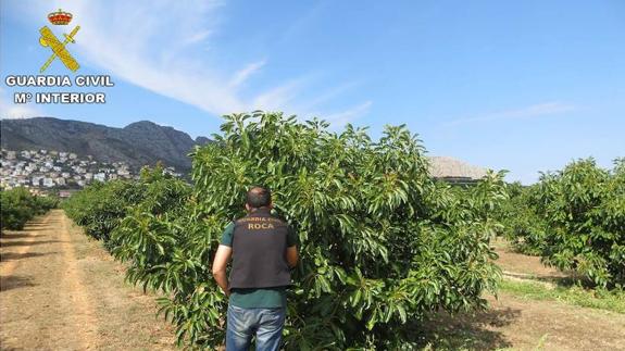 Tres detenidos por robar 16 toneladas de aguacate