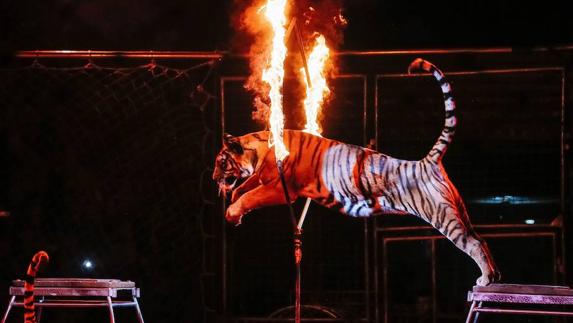 El Consell prohíbe los circos con animales salvajes