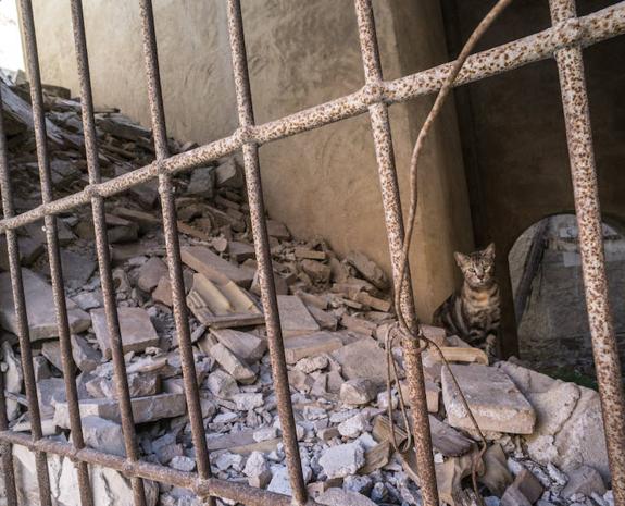 Sanidad esterilizará un centenar de gatos para evitar la aparición de colonias