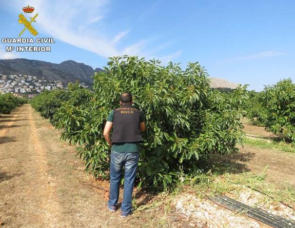 Cuatro detenidos por robar toneladas de aguacates en Callosa d'En Sarrià