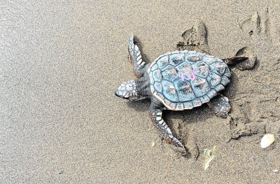 El cambio climático atrae al Levante a las tortugas bobas