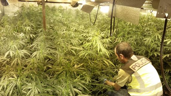 La Policía desmantela dos plantaciones de marihuana y detiene a cuatro personas