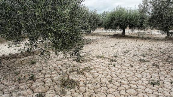 Asaja tacha de "burla" las ayudas proyectadas para paliar la sequía