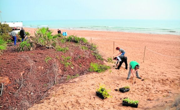 Medio Ambiente recupera las especies autóctonas de la flora de las dunas de La Mata