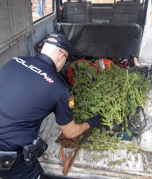 Detenidos tras robar marihuana en una finca de Daimés