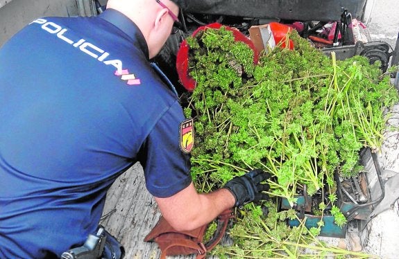 Dos arrestados por robar plantas de marihuana en una finca del término de Elche