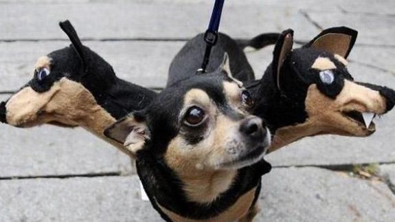 Los mejores disfraces de Halloween para tus mascotas