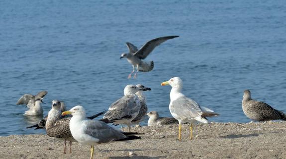 Benidorm impulsa el control de la población de gaviotas, gatos y palomas