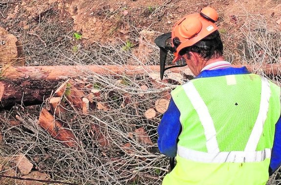 Reanudan los trabajos de eliminación de pinos secos