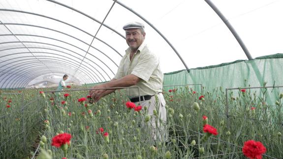 El PP pide un plan de apoyo al sector de la flor cortada en la Región