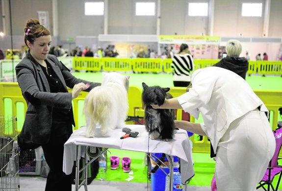 La Exposición Internacional Canina cita a los mejores perros del mundo