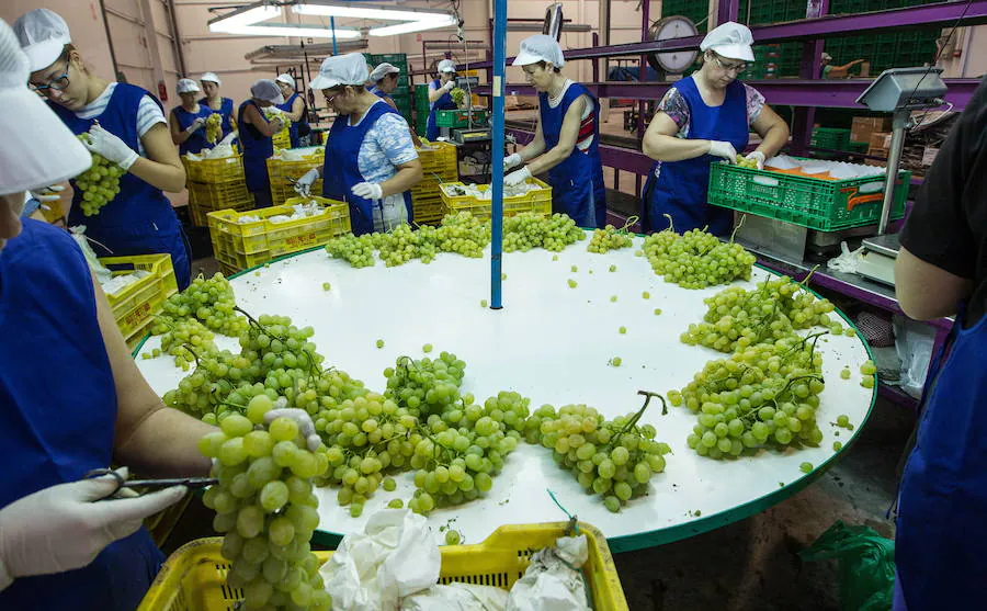 La producción de uva de mesa baja hasta los 80 millones de kilos