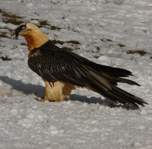 La UMH participa en un estudio de quebrantahuesos pirenaicos