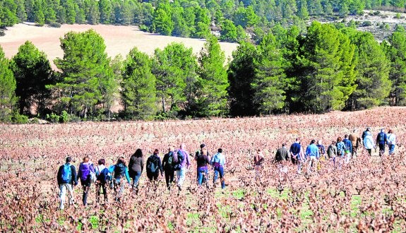 Bullas celebra el Día del Enoturismo en Ongil