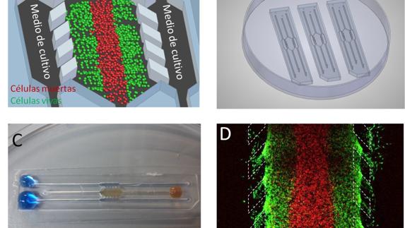 Un dispositivo de cultivo en 3D de los tumores permite comprender su funcionamiento