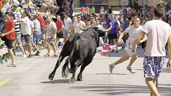 PACMA reúne 73.500 firmas contra los «bous al carrer» en la Comunitat