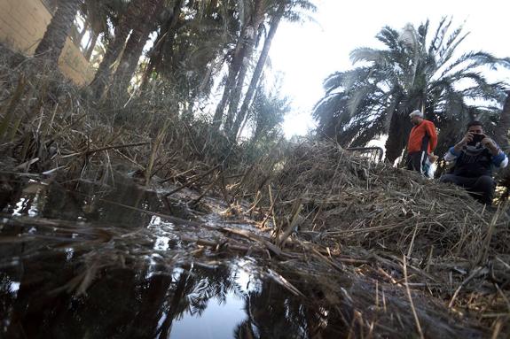 La Asociación Palmeral Vivo se presta a limpiar a mano el Azarbe de Las Fuentes