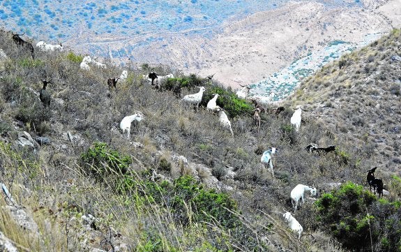 El Consistorio propone instalar un cerco para reducir la colonia de cabras silvestres en la sierra