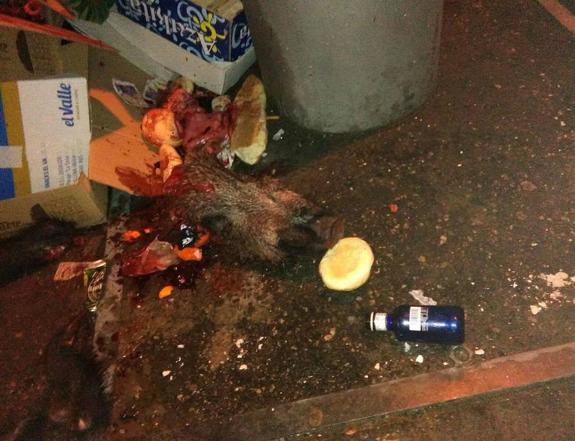 Hallan restos de un jabalí en un contenedor en Villena