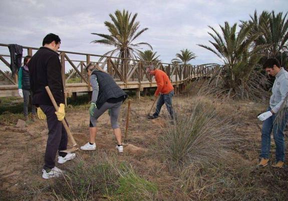 Retirada de especies exóticas en Guardamar