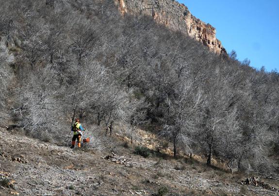 Conselleria empieza a quitar los pinos secos de la zona de la sierra con más peligro