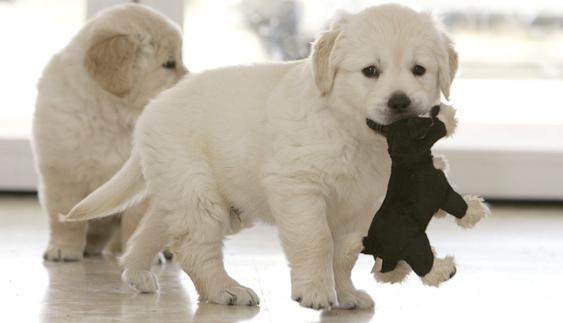 Expocachorro en IFA