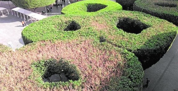 El PP pide medidas para los árboles de la plaza