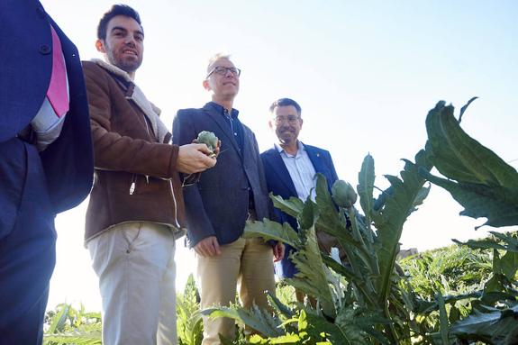 La estabilidad del precio de la alcachofa favorece un 9,5% la expansión del cultivo