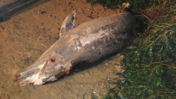 Hallan un delfín muerto varado en la playa de La Mata
